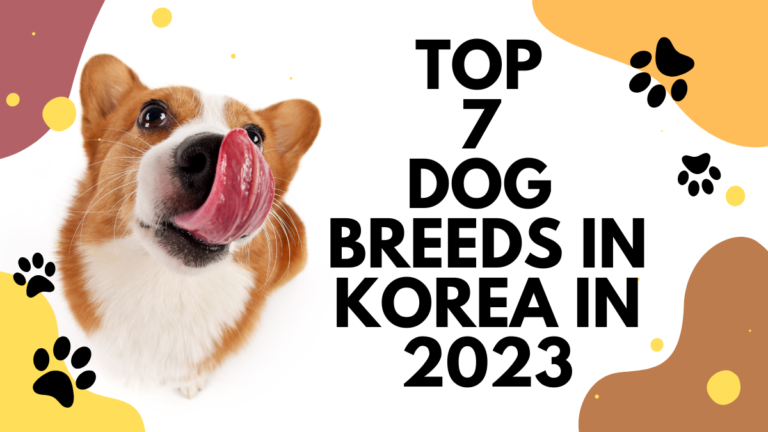 dog breeds in Korea