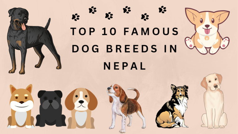 Top 10 Famous Dog Breeds in Nepal