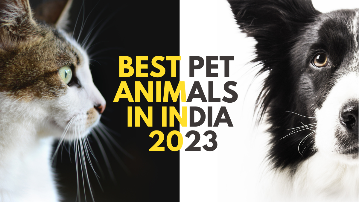 Best Pet Animals in India